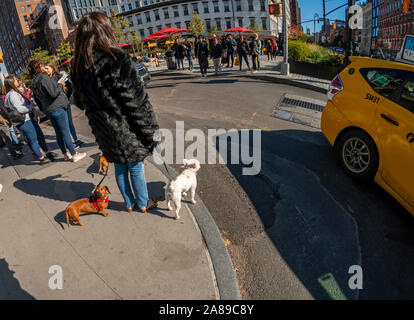 Une femme avec des chiens attend à un feu rouge dans Meatpacking District de New York, le vendredi 1 novembre 2019. (© Richard B. Levine) Banque D'Images