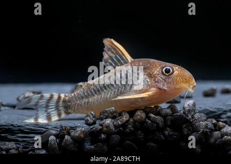 Corydoras gossei,Gosses Panzerwels,poisson-chat Corydoras Banque D'Images