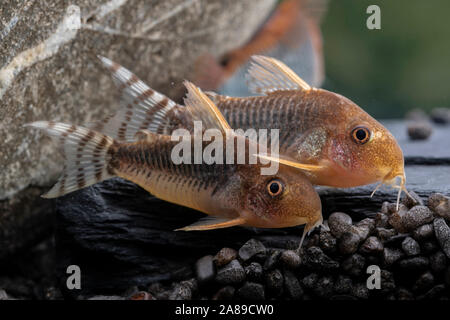 Corydoras gossei,Gosses Panzerwels,poisson-chat Corydoras Banque D'Images