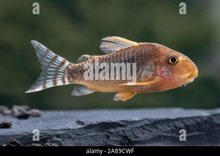 Corydoras gossei,Gosses Panzerwels,poisson-chat Corydoras Banque D'Images