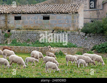 Moutons broutant dans un pré, le mouton domestique (Ovis orientalis bélier), Algaida, Mallorca, Iles Baléares, Espagne Banque D'Images