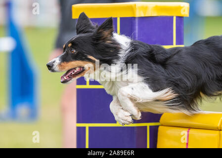 Chien Border Collie, agilité, Saut Banque D'Images