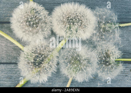 Graines de pissenlit et sec sur une table en bois Banque D'Images