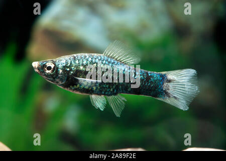 Xiphophorus helleri Schwarz, Schwerttraeger,porte-épée Banque D'Images