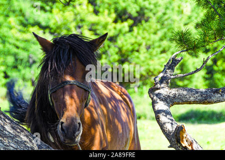 Seul cheval sous conifère aux beaux jours d'été Banque D'Images