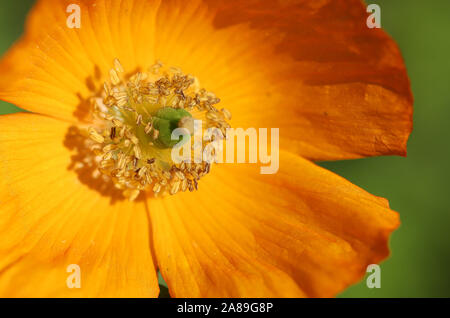 Close up detail d'une orange (Welsh Poppy Meconopsis cambrica) Banque D'Images