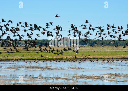 Un énorme troupeau de l'ibis falcinelle (Plegadis falcinellus), Ibis preto, survolant un champ de riz à la réserve naturelle de l'estuaire du Sado. Comporta, Portugal Banque D'Images