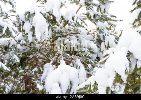 Fluffy neige sur des branches de pins. L'hiver dans la forêt d'épinettes. Banque D'Images