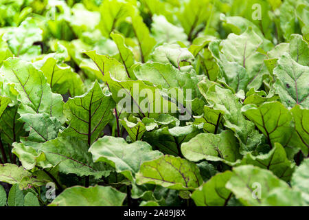 Les feuilles de betterave dans le jardin. Betteraves en croissant pour le jardin alimentation saine, menu végétarien. Banque D'Images