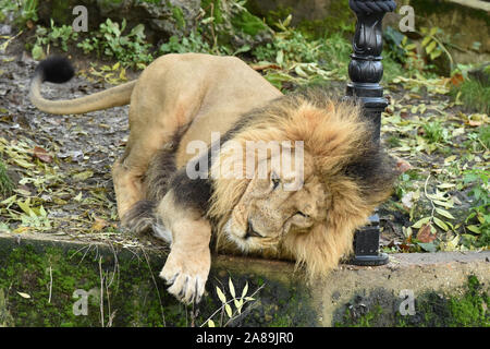 Londres, Royaume-Uni. 07Th Nov, 2019. Bhanu le lion mâle s'attaque avec un nouveau, à l'éraflure sur mesure réverbère fait de de fonte et de corde de jute, de lancer un partenariat entre ZSL London Zoo et le pont Theatre et leur nouvelle production de Le Lion, La Sorcière Blanche et l'armoire ce Noël au ZSL London Zoo. Credit : SOPA/Alamy Images Limited Live News Banque D'Images