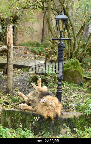 Londres, Royaume-Uni. 07Th Nov, 2019. Bhanu le lion mâle s'attaque avec un nouveau, à l'éraflure sur mesure réverbère fait de de fonte et de corde de jute, de lancer un partenariat entre ZSL London Zoo et le pont Theatre et leur nouvelle production de Le Lion, La Sorcière Blanche et l'armoire ce Noël au ZSL London Zoo. Credit : SOPA/Alamy Images Limited Live News Banque D'Images