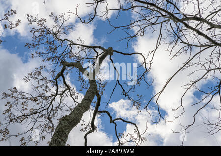 Les arbres atteignent vers les nuages et un beau ciel bleu dans le Nord de New York Banque D'Images