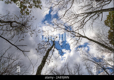 Les arbres atteignent vers les nuages et un beau ciel bleu dans le Nord de New York Banque D'Images