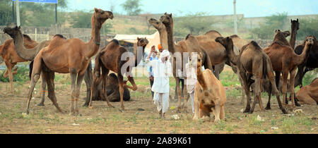 Caméléers indiens avec ses chameaux lors de l'exposition internationale de chameaux à Pushkar, Rajasthan, Inde. Photo: Sumit Saraswat Banque D'Images