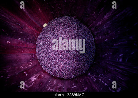 Le mouvement lent du vaporisateur gouttes jaune sur fond noir Banque D'Images