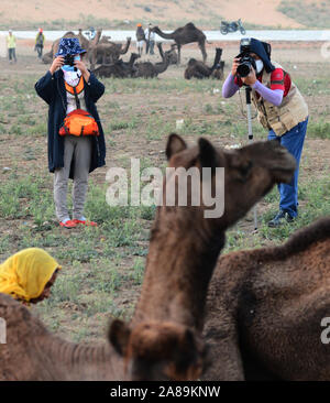 Tourist Couple prendre photo de chameaux au cours de chameau International Fair à Pushkar, Rajasthan, Inde. L'élevage annuel juste est dit être l'un des g Banque D'Images