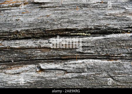 Tronc d'arbre sans écorce gris Banque D'Images