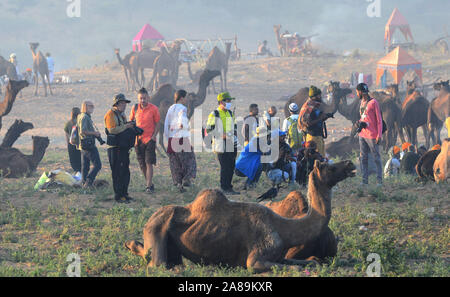 Affaires indiennes et touriste étranger prendre photo de chameaux au cours de chameau International Fair à Pushkar, Rajasthan, Inde. L'élevage annuel juste est dit Banque D'Images