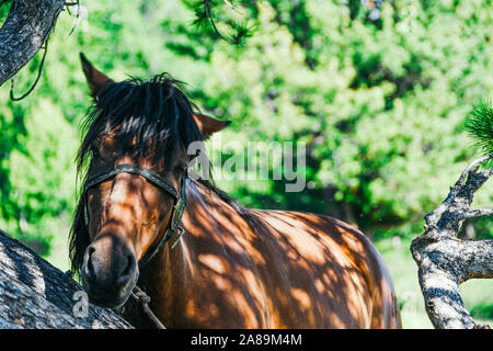 Seul cheval sous conifère aux beaux jours d'été Banque D'Images