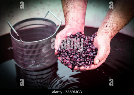 Le mouvement lent du vaporisateur gouttes jaune sur fond noir Banque D'Images