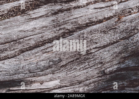 Tronc d'arbre sans écorce gris Banque D'Images