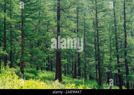 Forêt de pins de journée d'été. Randonnées dans la taïga Banque D'Images