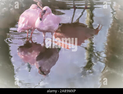 Illustration à l'aquarelle : Deux flamants roses, nom scientifique Phoenicopteridae, reste dans l'eau peu profonde d'un étang, de la faune Banque D'Images