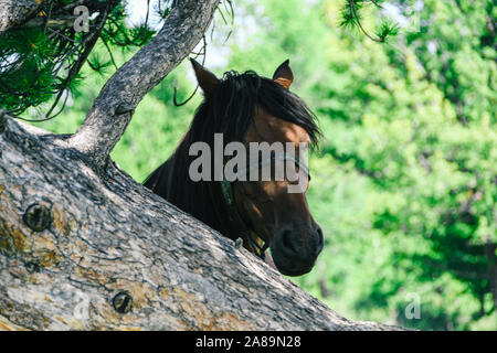 Seul cheval sous conifère aux beaux jours d'été Banque D'Images