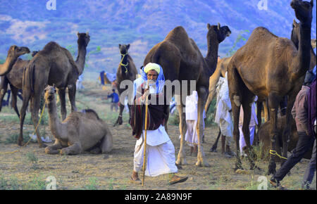 Caméléers indiens avec ses chameaux lors de l'exposition internationale de chameaux à Pushkar, Rajasthan, Inde. Photo: Sumit Saraswat Banque D'Images