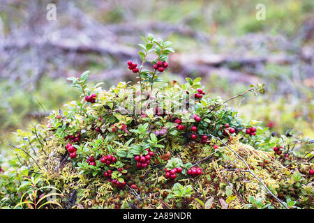 Bonne récolte d'airelle rouge (Vaccinium vitis). Canneberges arbuste sur bump au milieu de vieille forêt, abattage, phytocenosis. Beaucoup de petits fruits rouges bien mûrs. Bir jaune Banque D'Images