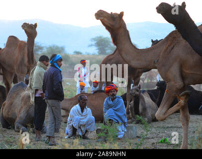 Les chameliers indien avec ses chameaux dans une journée d'hiver lors de la foire de chameau à Pushkar, Rajasthan, Inde. L'élevage annuel juste est dit Banque D'Images