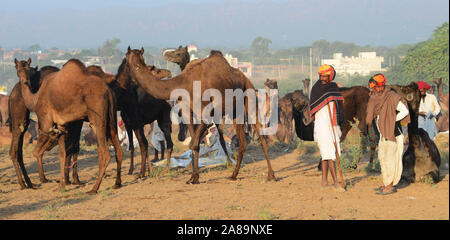 Caméléers indiens avec ses chameaux lors de l'exposition internationale de chameaux à Pushkar, Rajasthan, Inde. Photo: Sumit Saraswat Banque D'Images