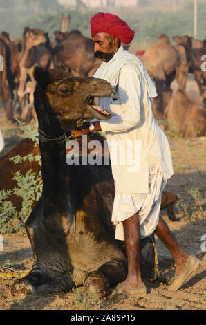 Caméléer indien avec ses chameaux lors de l'exposition internationale de chameaux à Pushkar, Rajasthan, Inde. Photo: Sumit Saraswat Banque D'Images