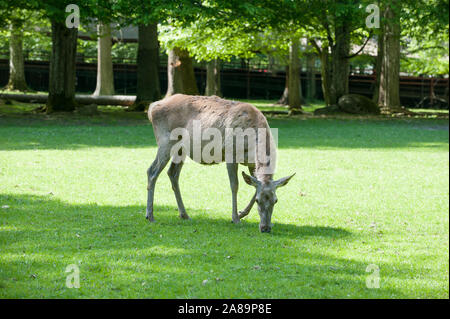 Deer, Bialowieza, forêt vierge Podlaskie Voivodeship, Pologne Banque D'Images