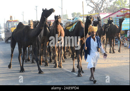 Chamelier indien avec ses chameaux pendant juste chameau International à Pushkar, Rajasthan, Inde. L'élevage annuel juste est dit être l'un des grands Banque D'Images