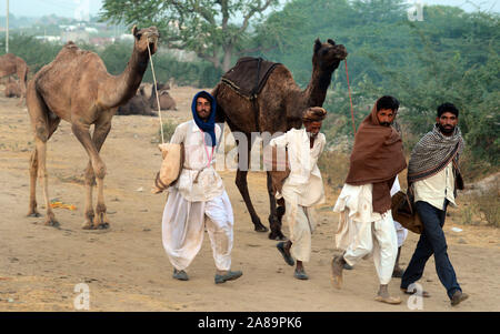 Caméléers indiens avec ses chameaux lors de l'exposition internationale de chameaux à Pushkar, Rajasthan, Inde. Photo: Sumit Saraswat Banque D'Images