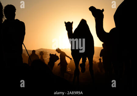 Les chameliers indiennes (chameliers) avec des chameaux silhouettes sur le coucher du soleil au cours de bovins International Fair à Pushkar, Rajasthan, Inde. Photo/Sumit Mamadou Diop Banque D'Images