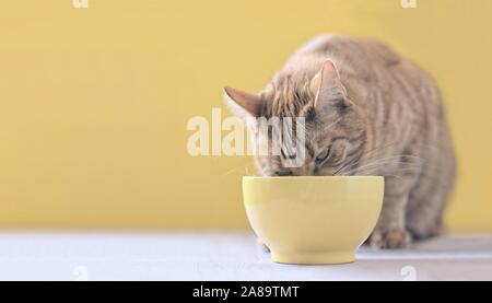 Cute cat gingembre manger à l'extérieur d'un bol alimentaire jaune. Banque D'Images