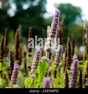 Agastache rugosa Alba Menthe coréenne F. albiflora sur l'affichage et à la vente dans un "centre de jardin. Banque D'Images