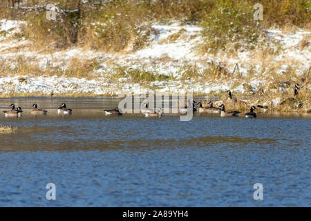Troupeau d'oies et canards sur la rivière Banque D'Images