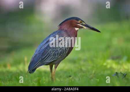 Le Héron vert debout dans l'herbe à côté de l'étang du parc de la liberté à Gladstone, New Jersey Banque D'Images
