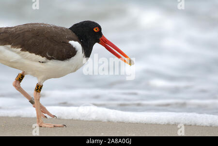 Huîtrier pie avec une puce de sable sur la pente descendante d'une Cape May Beach Banque D'Images