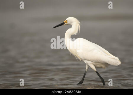 Aigrette neigeuse traque les bas-fonds de Nauset Marsh dans East Orleans, Massachusettes à Cape Cod Banque D'Images