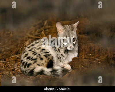 Genets ou aquatique genet Genetta Banque D'Images