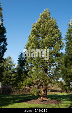 Le Séquoia géant Séquoia géant, Sierra, bois rouge, Wellingtonia, Grand Arbre (Sequoiadendron giganteum) dans un parc Banque D'Images
