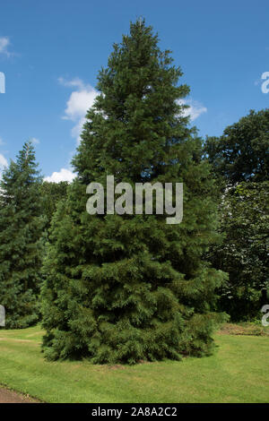 Le Séquoia géant Séquoia géant, Sierra, bois rouge, Wellingtonia, Grand Arbre (Sequoiadendron giganteum) dans un parc Banque D'Images