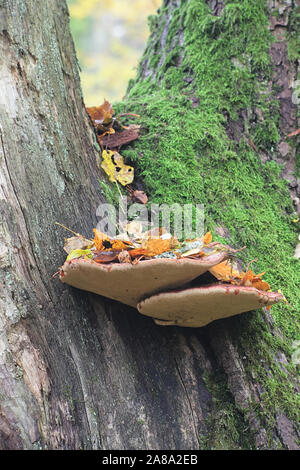 Fistulina hepatica, connu sous le nom de champignon beefsteak beefsteak, polypore, langue de boeuf, ou de la langue, de champignons poussant sur chêne en Finlande Banque D'Images