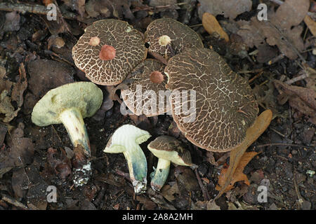 Xerocomellus cisalpinus, autrefois considéré comme une forme d'Xerocomellus chrysenteron, la fissuration rouge bolet Banque D'Images