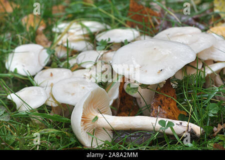 Hygrophorus hedrychii woodwax, connu sous le nom de Sweet, champignons sauvages de Finlande Banque D'Images