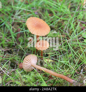 Laccaria laccata, connu comme le séducteur, ou des champignons sauvages, Laccaria cireuse de la Finlande Banque D'Images